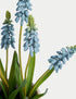 Marks & Spencer "Artificial Hyacinth Plant in Ceramic Pot"